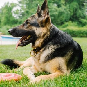 Meet your Posher, Albert